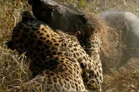 一头母猪与豹子的殊死搏斗图片