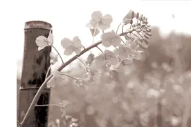 蜜蜂的春季管理图片
