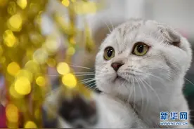 哈兽研科研团队发现：猫对新冠病毒高度易感图片