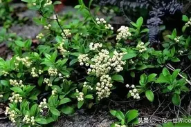 农村一种常见植物，是珍贵的中草药，人称“上树龙”，价值珍贵图片