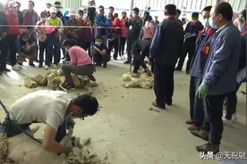 天祝县举办第三届机械剪羊毛技能比赛图片