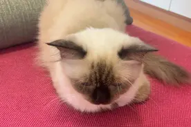 猫咖一小时游记图片