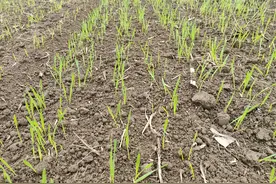 冬小麦最晚在什么时间播种，每亩播种量是多少图片