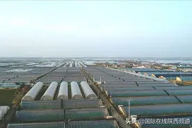西安阎良  他把甜瓜产业做成“甜蜜事业”图片