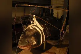 青鱼嘴里有个“宝”，一般人不知道，这宝贝可媲美“玉石”图片