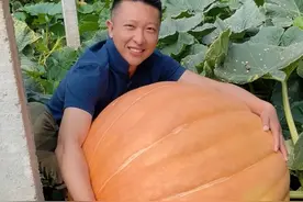 放弃5万月薪，我决定去种菜图片
