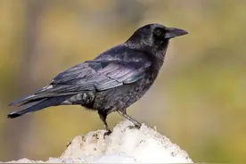 新研究发现，乌鸦智商超高，智力水平与大猩猩不分伯仲图片