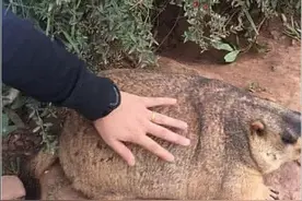 游客偶遇土拨鼠，拿手摸了它一下，随后却让男子愣住了图片