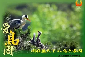 “爱鸟周”宣传海报连展|河北：同在蓝天下 人鸟共家园图片