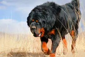 价值几十万的藏獒患病住院期间身亡，引发“医疗纠纷”！医院到底有没有责任？图片