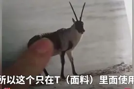 藏羚羊绒披肩被公然售卖，警惕非法猎杀卷土重来图片