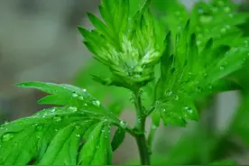 一种“艾草”可别小瞧，驱蚊虫煮鸡蛋，结婚离不了，挂门口寓意好图片