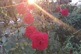 我和老师的故事图片