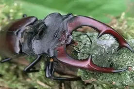 世界上最贵的宠物，让你怀疑人生图片