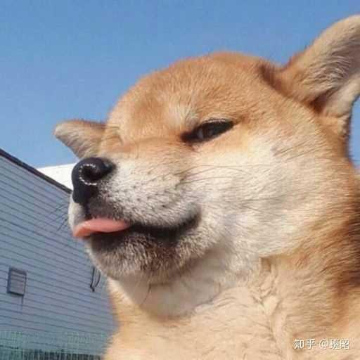精选宠物犬名字洋气不俗气-可爱点