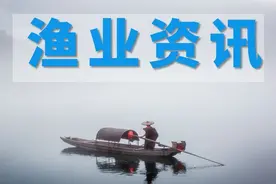 山东渔民反映开捕效益好，多年不见的渤海带鱼渔汛又回来了图片