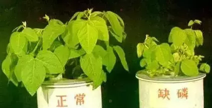 妞嶇墿缂虹礌鍘熷洜鍙婄己绱犵棁鐘跺鐓ц〃