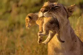 非洲大批狮子感染“猫科艾滋病”，却很少发病的原因找到了图片