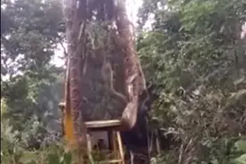 最大的蛇到底有多大？印度发现罕见巨蟒：调来挖掘机才将其捕获图片