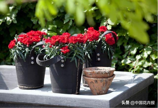 除了康乃馨，母亲节送给妈妈的花还有很多，这篇文章告诉你！