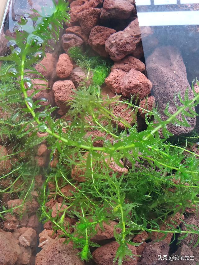 辟谣：水草不能代替硝化细菌处理鱼缸氨氮？其实水草除氨效果更好