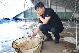 老聂养虾记图片