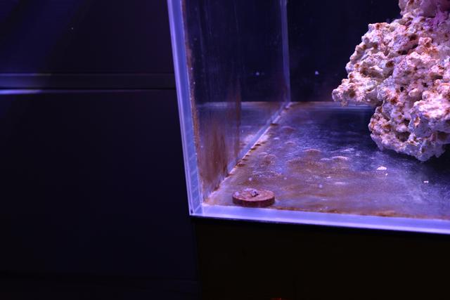 饲养珊瑚鱼缸需要注意CNP的比例吗？