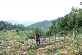 河南女子8年开荒百亩山地搞种植，曾因生不出儿子被赶出家图片
