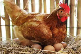 强迫症母鸡，人类的过分需求，却让它失去孵化小鸡的能力图片