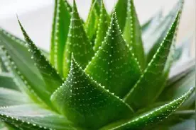 怎样剪小芦荟图片