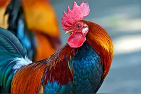 公鸡打鸣（民间故事）图片