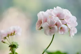 花与花之间形形色色的“爱情故事”图片