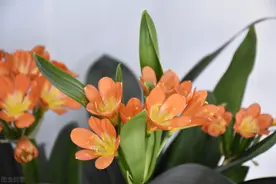 老花匠给君子兰换盆的口诀，句句在理，简单又易懂，看看没有坏处图片