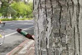 树上插的小瓶子到底是啥？权威解答图片