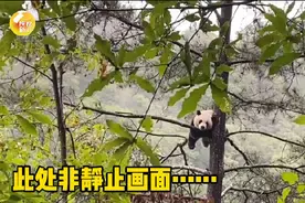 秦岭大熊猫雨天挂树睡觉两小时 网友：谁家的毛绒玩具熊挂树上晒忘收了？图片