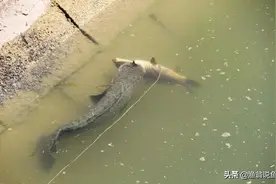 长江黑鱼入侵:美国多地水域 专家建议:捕获后立刻杀死图片