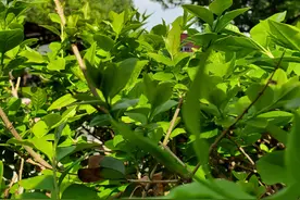 雨后手机随拍，同步听王力宏《春雨里洗过的太阳》#唤醒好春光#图片