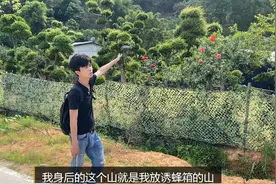 遇到这样的山形你们是怎样放诱蜂箱的呢？会跟老丁选的一样吗？图片