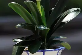 秋天别忘给君子兰换一次盆，根系壮实，叶子更多，花大色艳图片