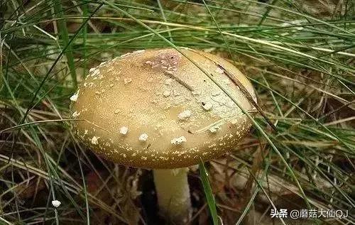 楚雄市南华县舌尖盛宴——菌子大全