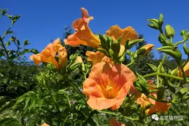 原来凌霄花是植物界的“性格多面手”图片
