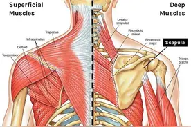“肩胛骨”为何在健身训练中如此重要？一定要了解图片