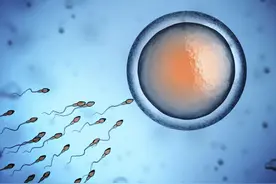 研究发现：卵子很挑剔，它更喜欢某些男性的精子，甚至为其开后门图片