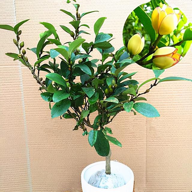 含笑的养殖方法 含笑花的养殖方法之七大要点(图9)