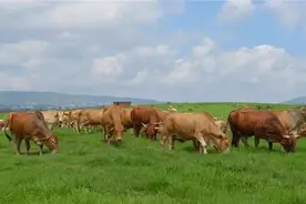 养肉牛应该养什么品种图片