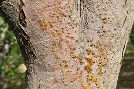 梨树腐烂病怎么发生的？如何防治？图片