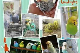 最全虎皮鹦鹉区分公母图解，幼鸟成鸟一看便知，收藏，买鸟不求人图片