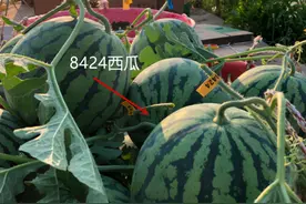 “麒麟西瓜”和“8424西瓜”怎样区分？老瓜农透露技巧，别再买错图片