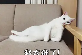 猫咪突然拉肚子了，该怎么办？图片