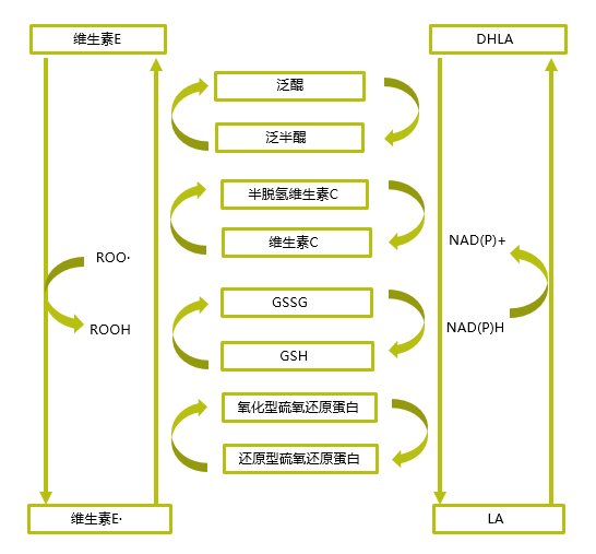 维生素营养与动物健康（二）